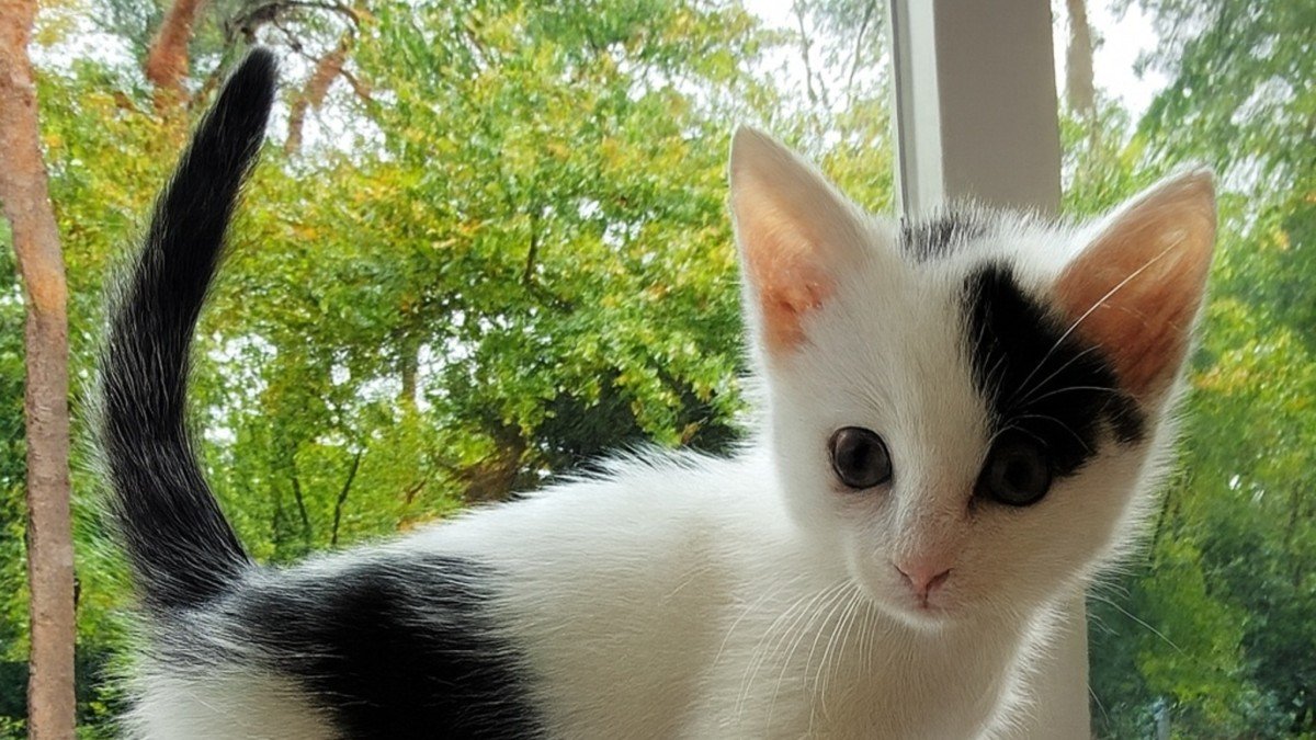 Jovi