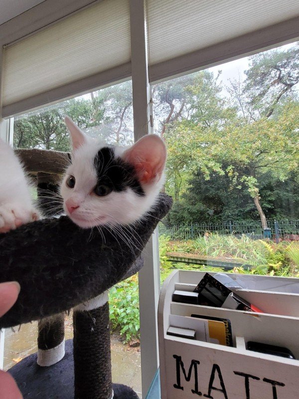 Jovi