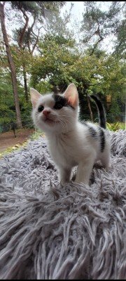 Jovi