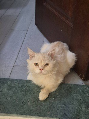 Mufasa