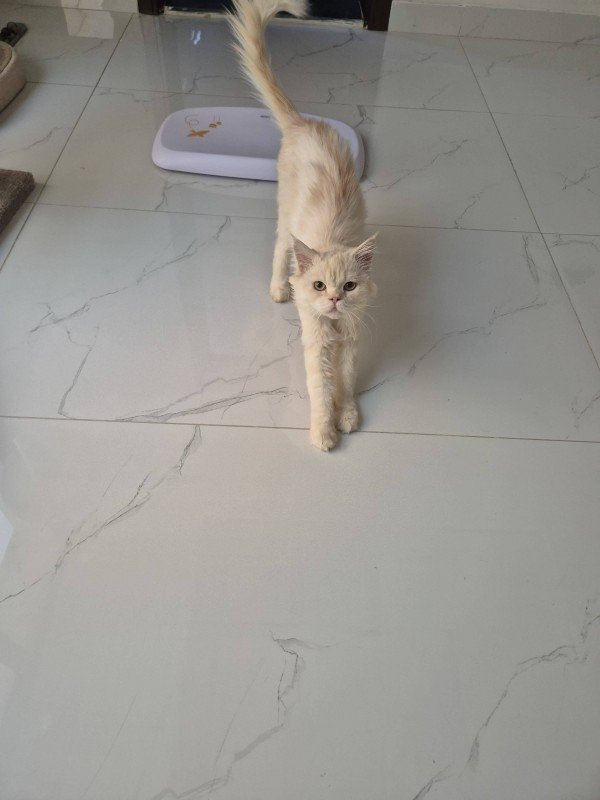 Mufasa