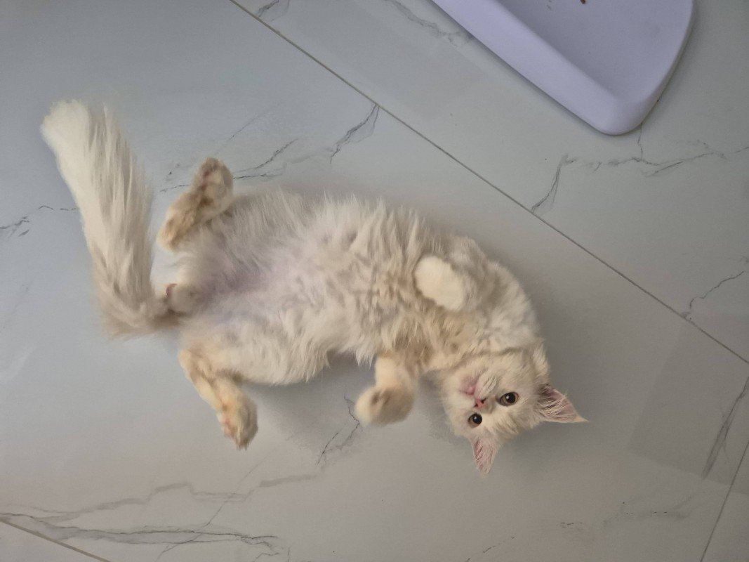Mufasa