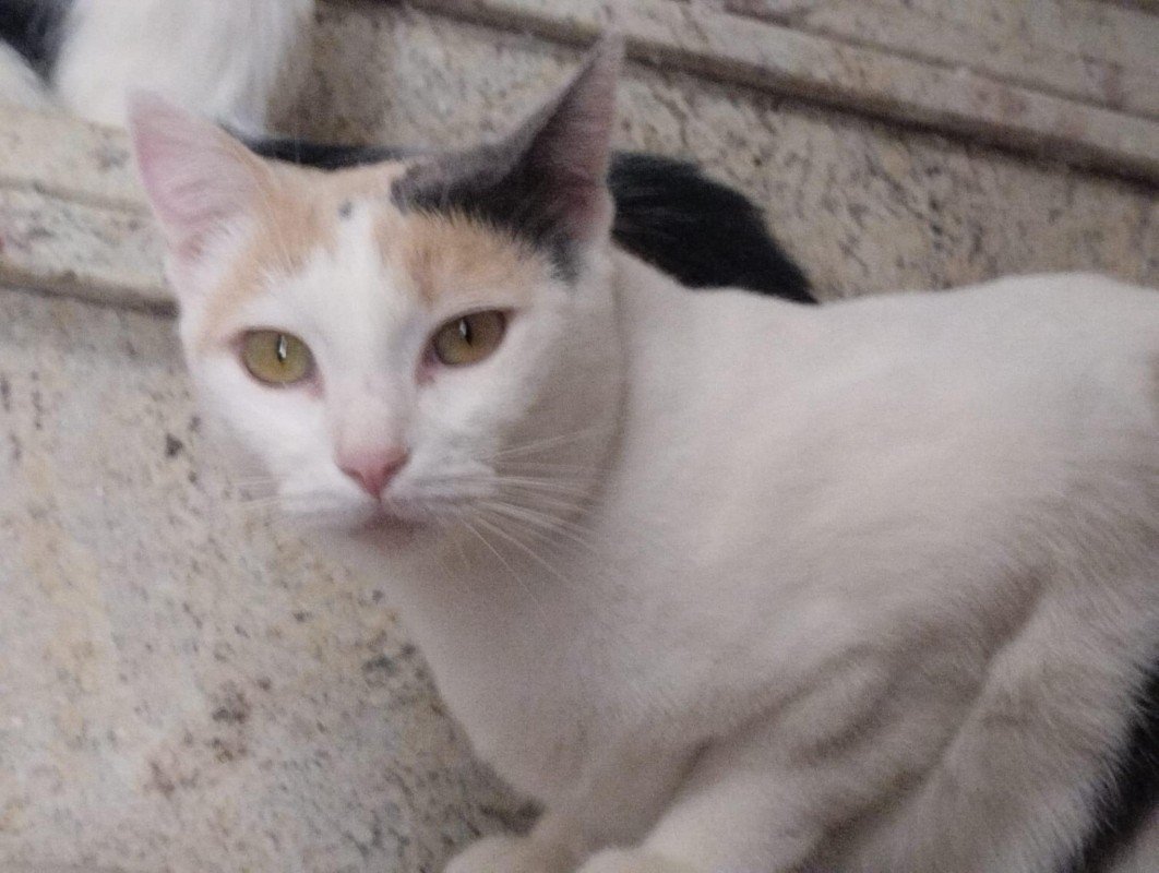 Tania