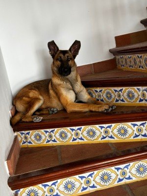Diva