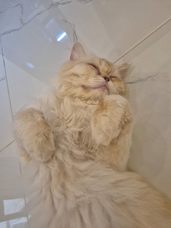 Teddy