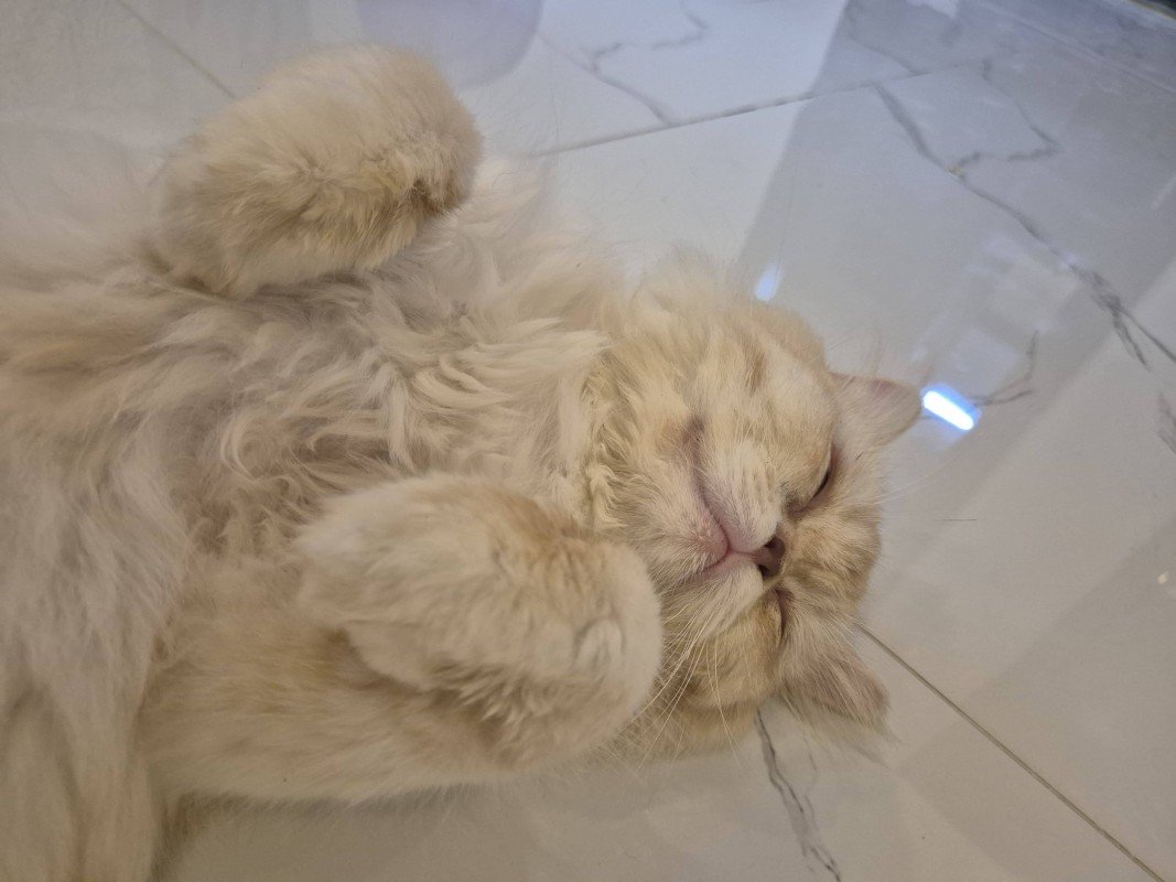 Teddy