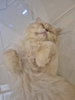 Teddy