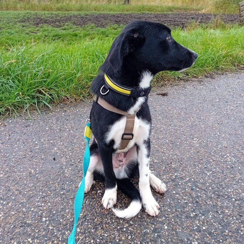 Winston