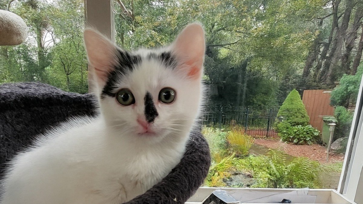 Juno