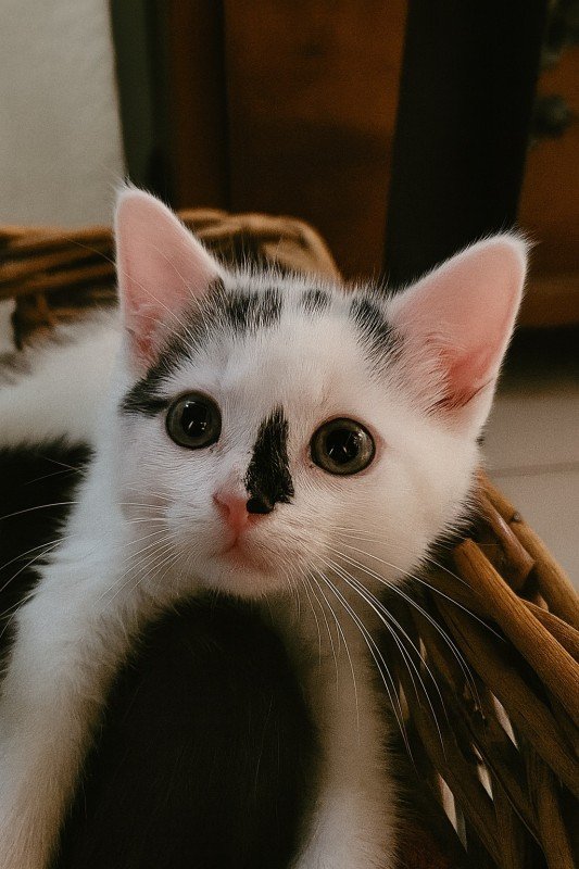 Juno
