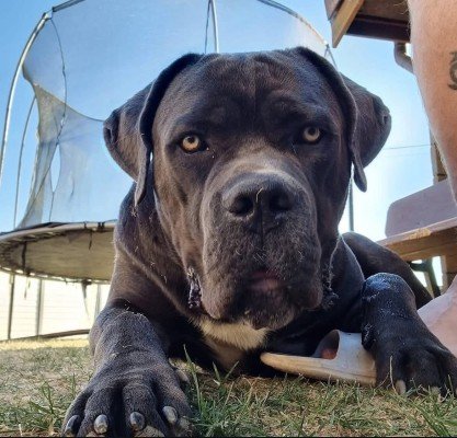 Tyson