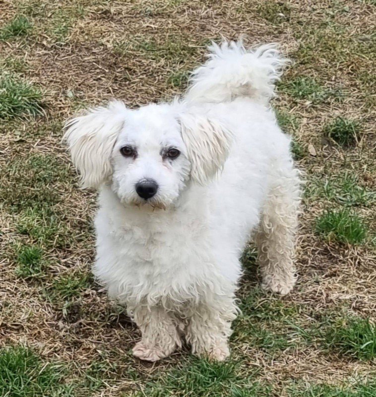 Benji