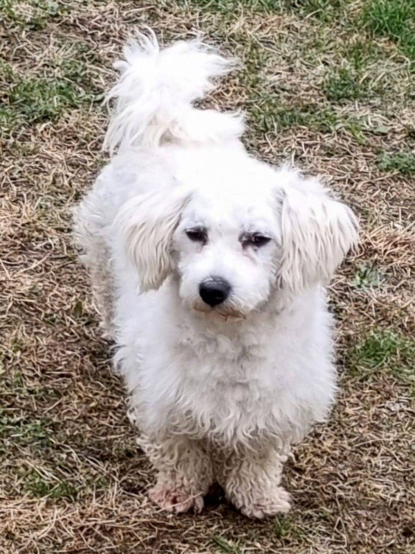Benji