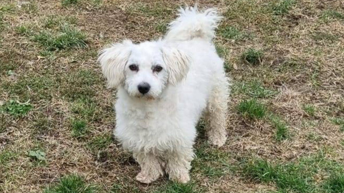 Benji