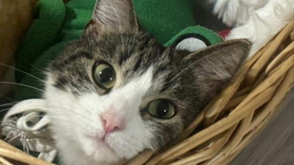 Mimi