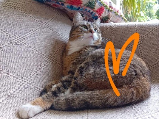 Cato