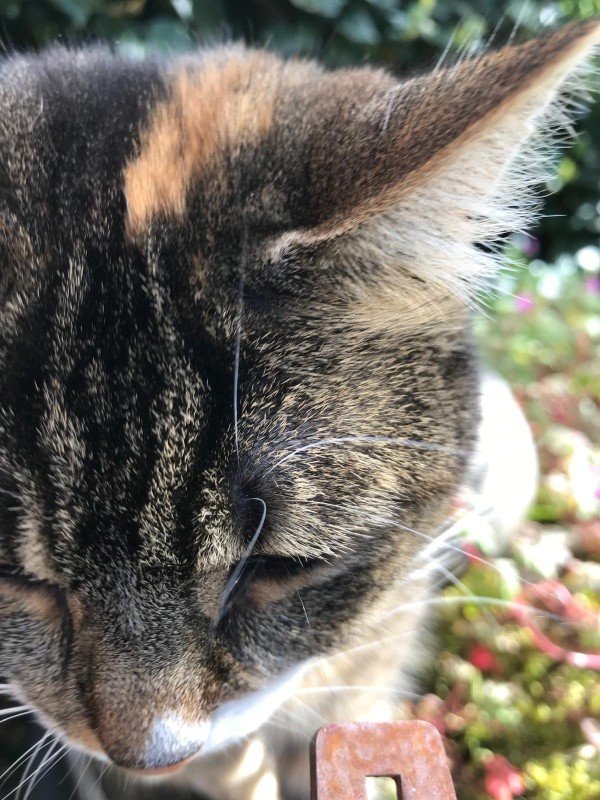 Cato