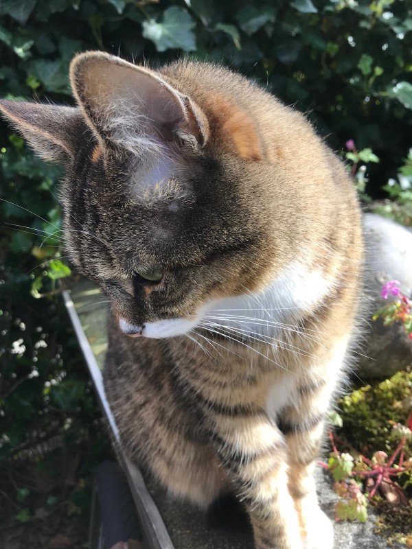 Cato