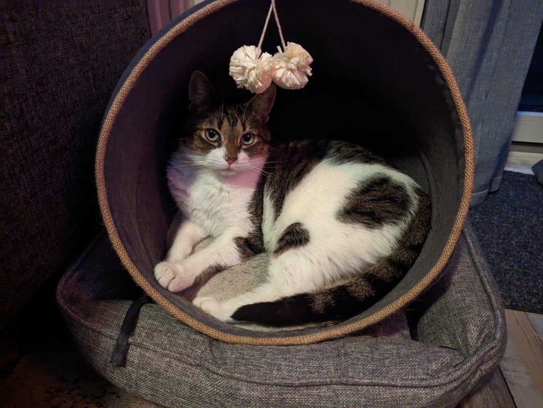 Taco