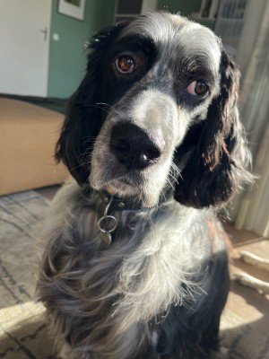 Matteo