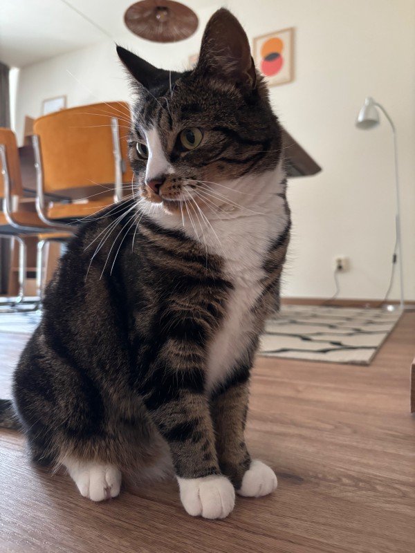 Poes