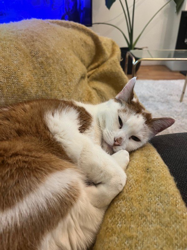 Piwi