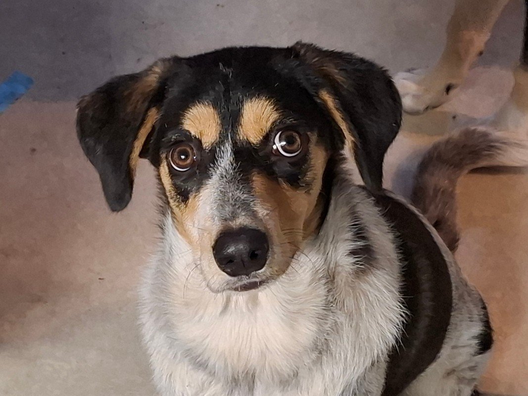 Milo