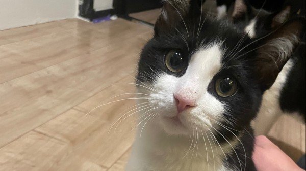 Chico