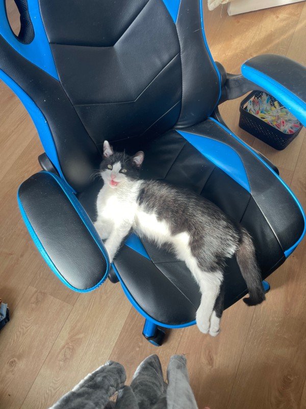 Gizmo