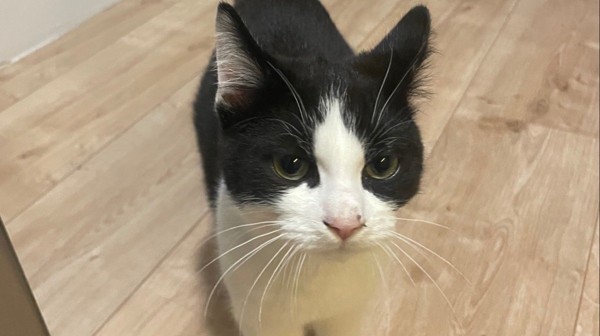 Gizmo