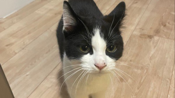 Gizmo