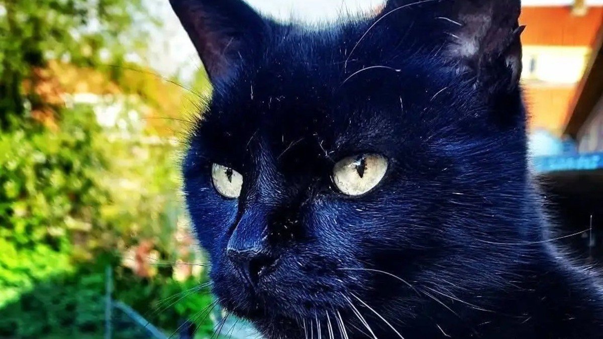 Dikkie