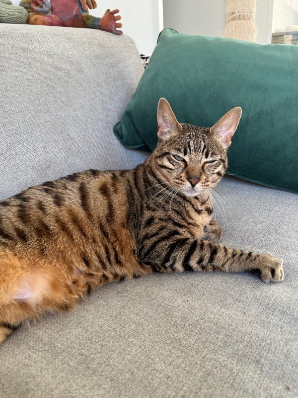 Binkie