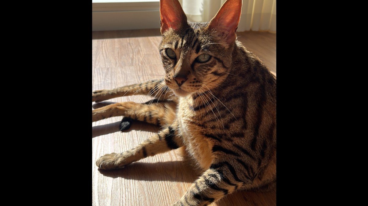Binkie