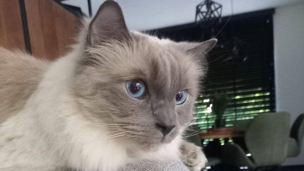 Otis