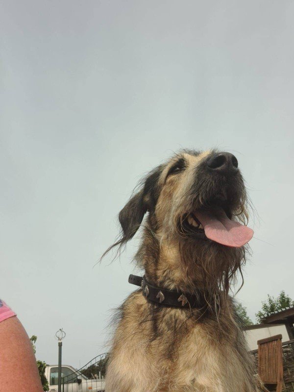 Loekie