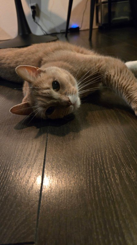 Simba