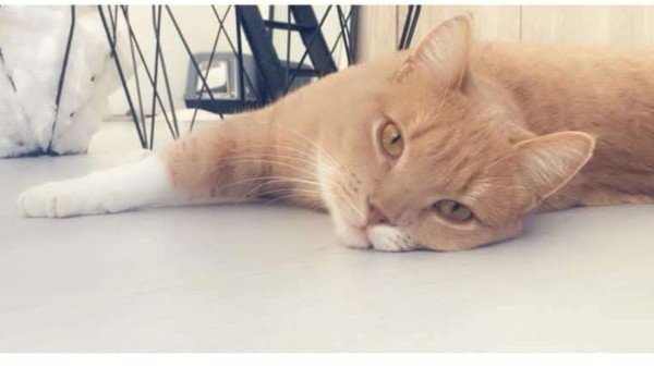 Simba