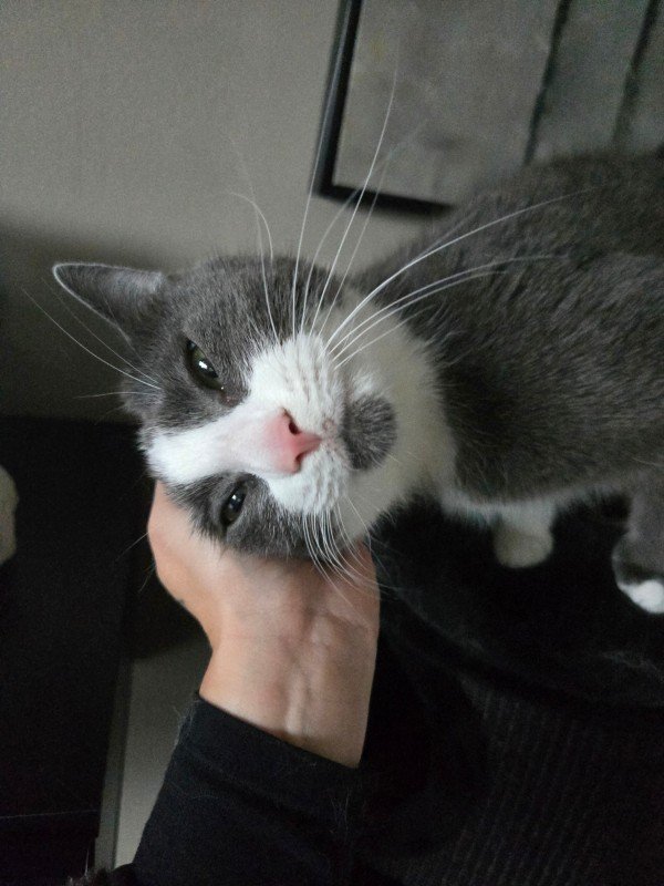 Nala