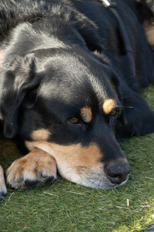 Max