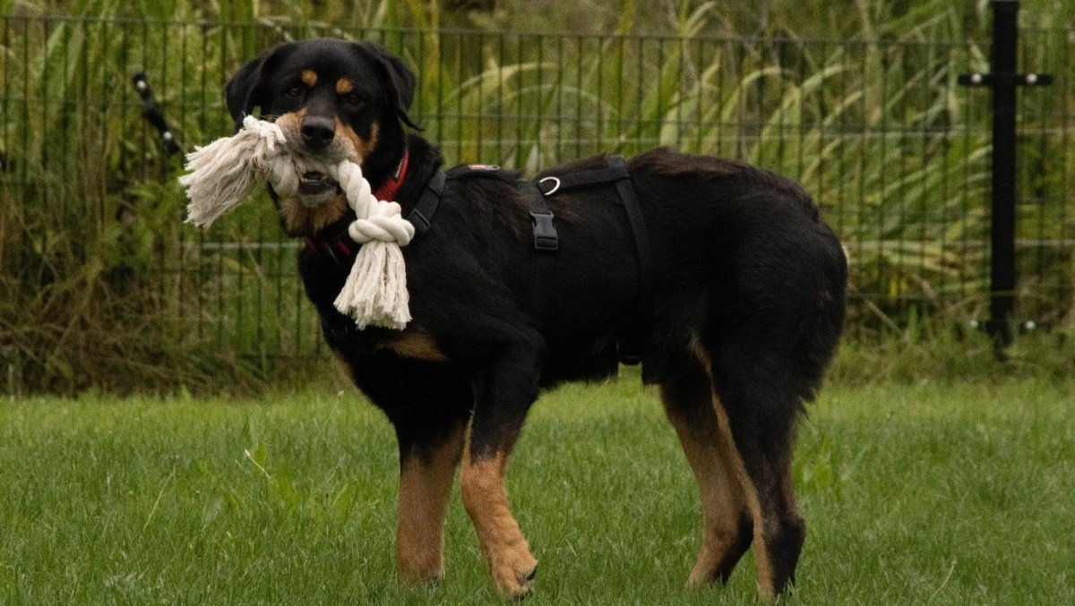 Max