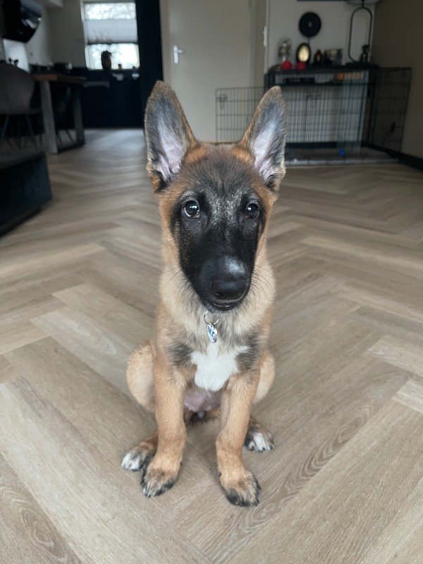 Zoë
