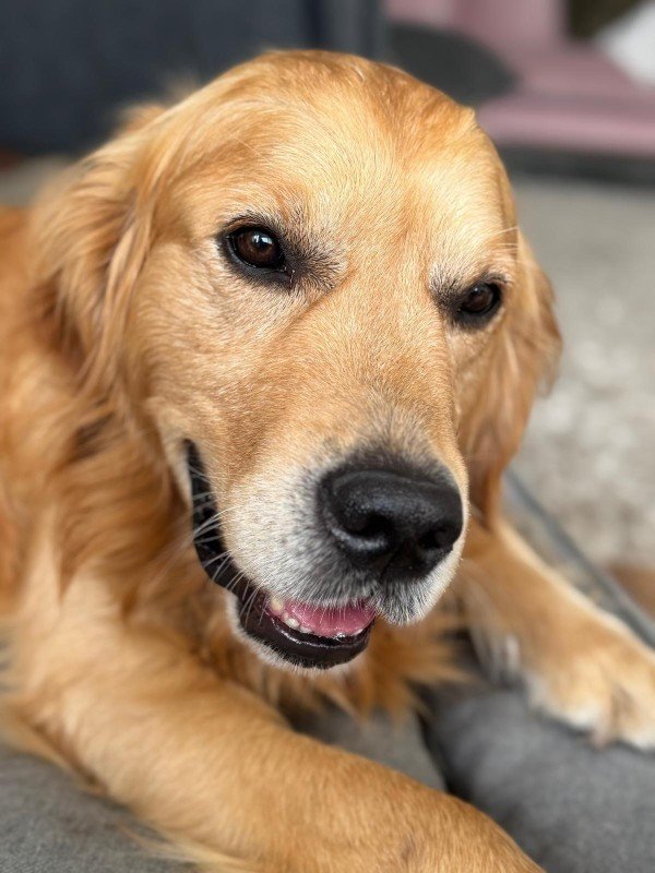 Harvey