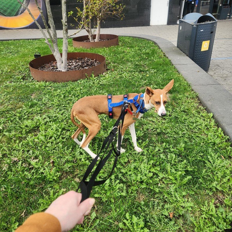 Frankie