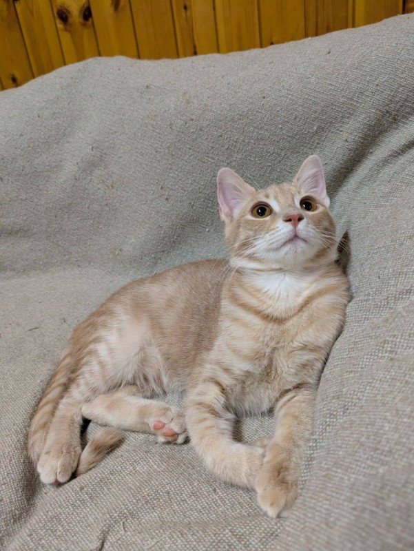 Amber