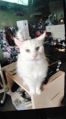 *SPOED* Simba