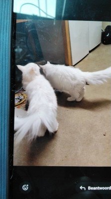 *SPOED* Simba