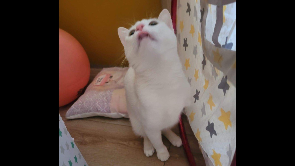 Pamuk