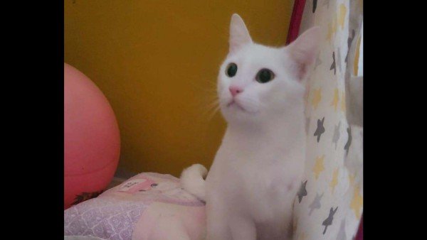 Pamuk