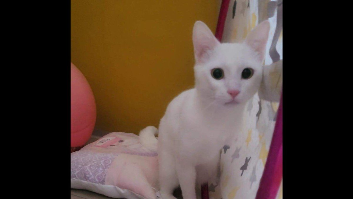 Pamuk